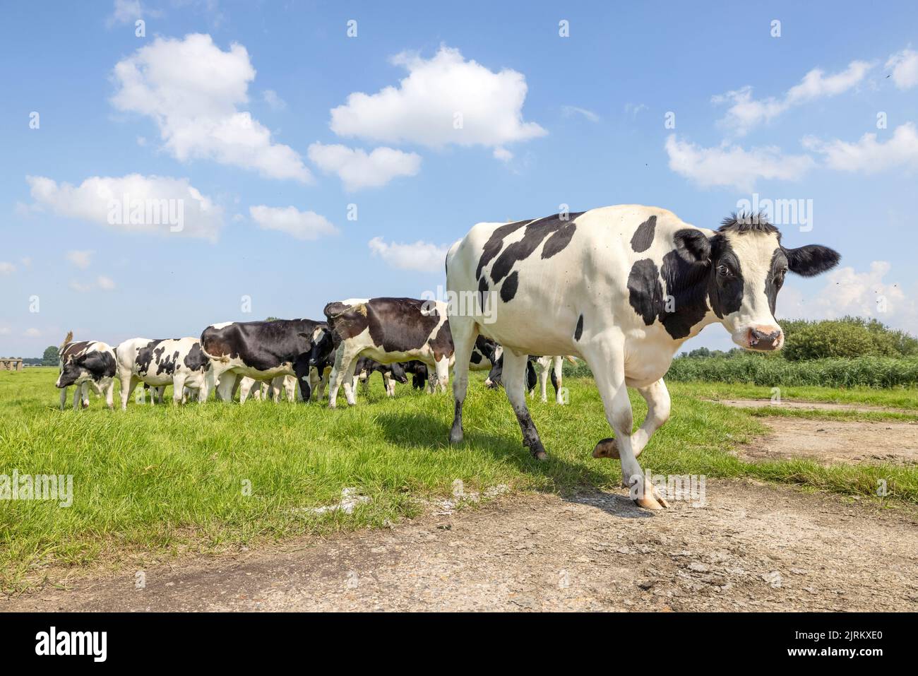 Reihen Sie Kühe heran, gehen Sie auf einem Pfad in einer grünen Weide unter einem blauen Himmel Stockfoto