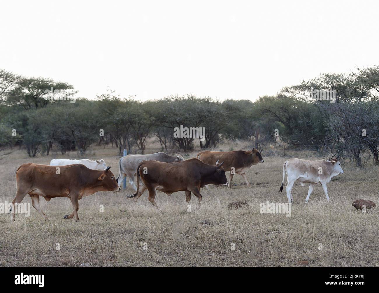 Gaborone, Botswana. 27.. Juli 2022. Rinder werden im Distrikt Kweneng, Botswana, am 27. Juli 2022 gesehen. Botswana hat die Verbringung von Klauenhuftieren im Land wegen vermuteten MKS-Fällen ausgesetzt, sagte das Ministerium für landwirtschaftliche Entwicklung und Ernährungssicherheit des Landes am Mittwoch. Quelle: Tshekiso Tebalo/Xinhua/Alamy Live News Stockfoto