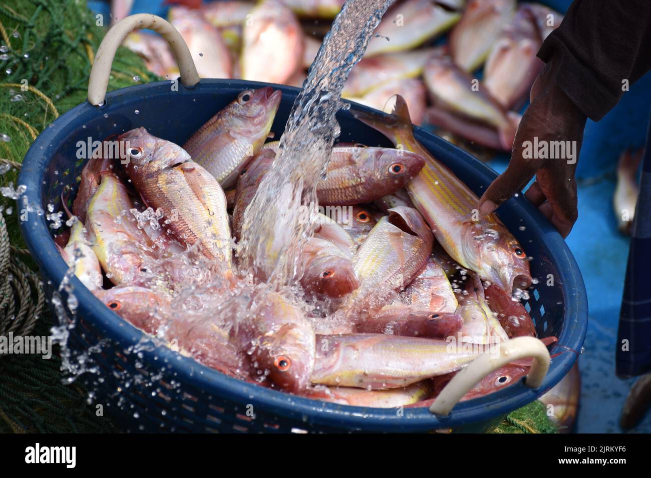 Waschen eines Korbes mit roten Schnapperfischen auf einem Markt Stockfoto