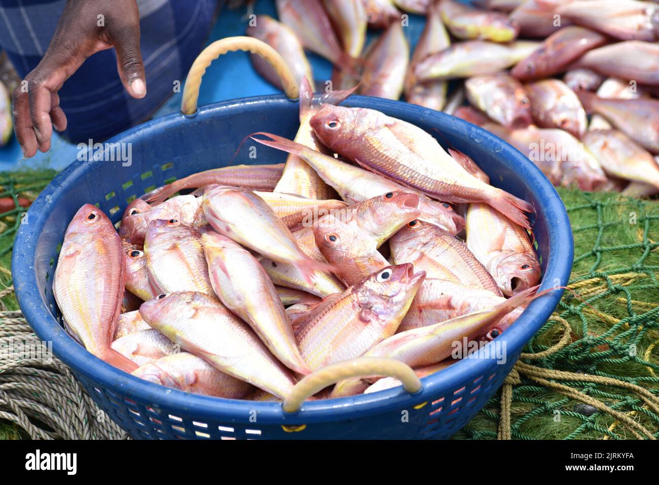 Ein Korb mit Schnappern fischt auf einem Markt Stockfoto