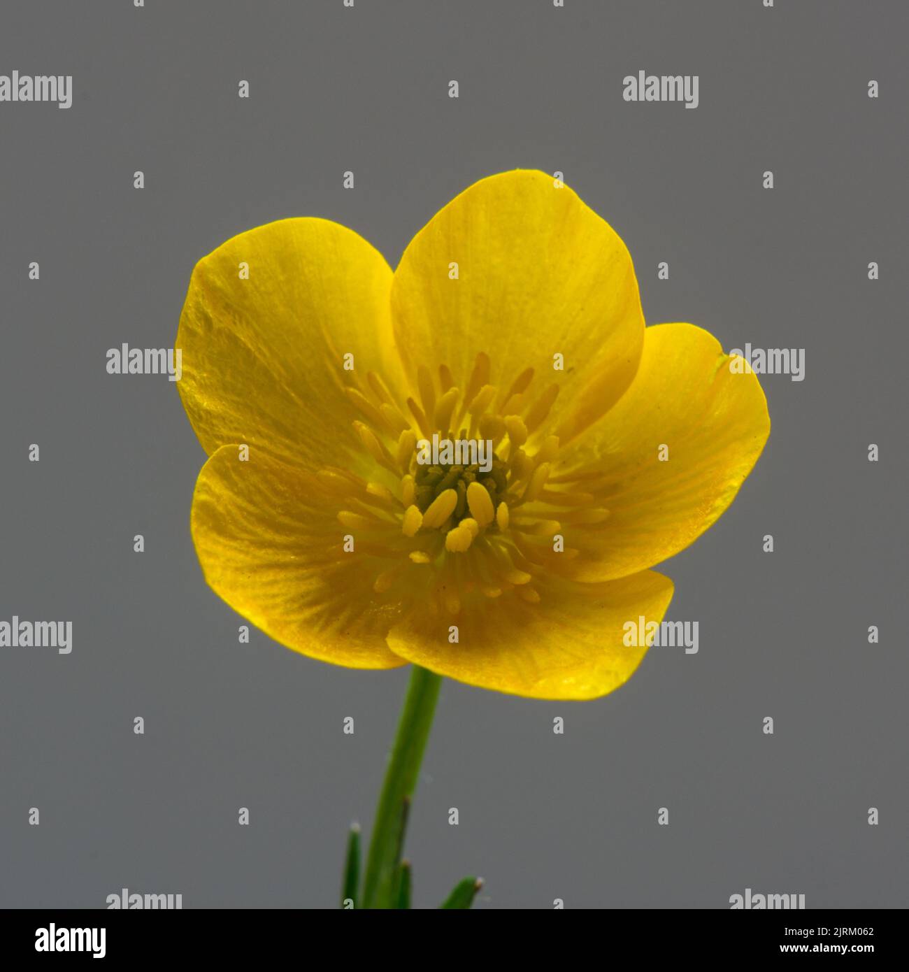 Einzelne Blume eines Ranunculus, Butterblume, vor einem schlichten Hintergrund. Stockfoto