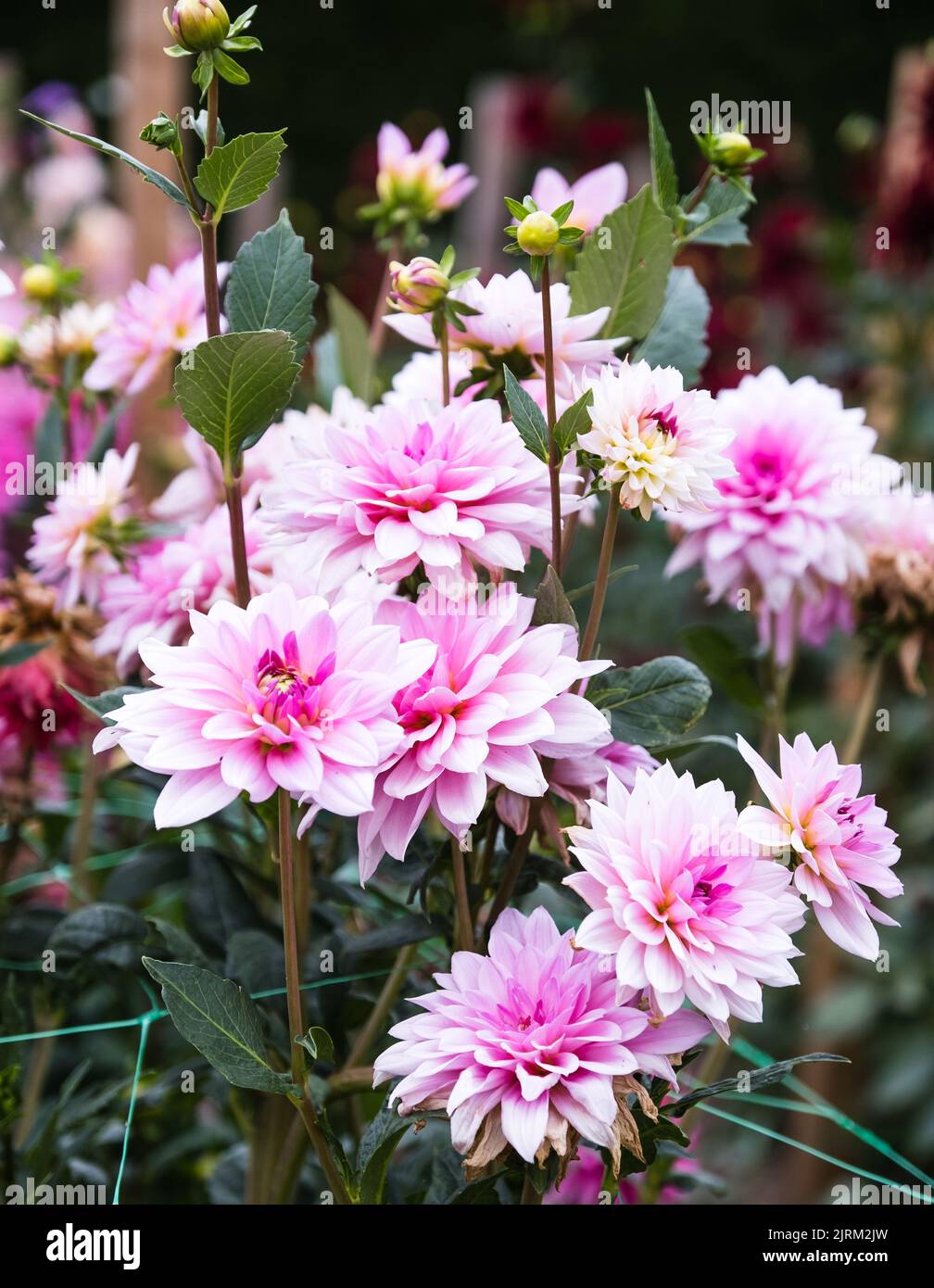 Dahlien in voller Blüte in den Eythrope Gardens auf dem Anwesen von Waddesdon Manor. Stockfoto