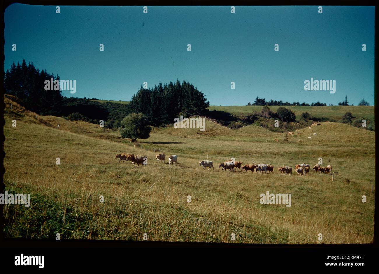 Auf Clyde's Frontier Road Farm : Bruce bringt die Kühe auf - eine feine Herde von Trikots, 05. Februar 1960, North Island, von Leslie Adkin. Geschenk der Adkin-Familie, 1997. Stockfoto