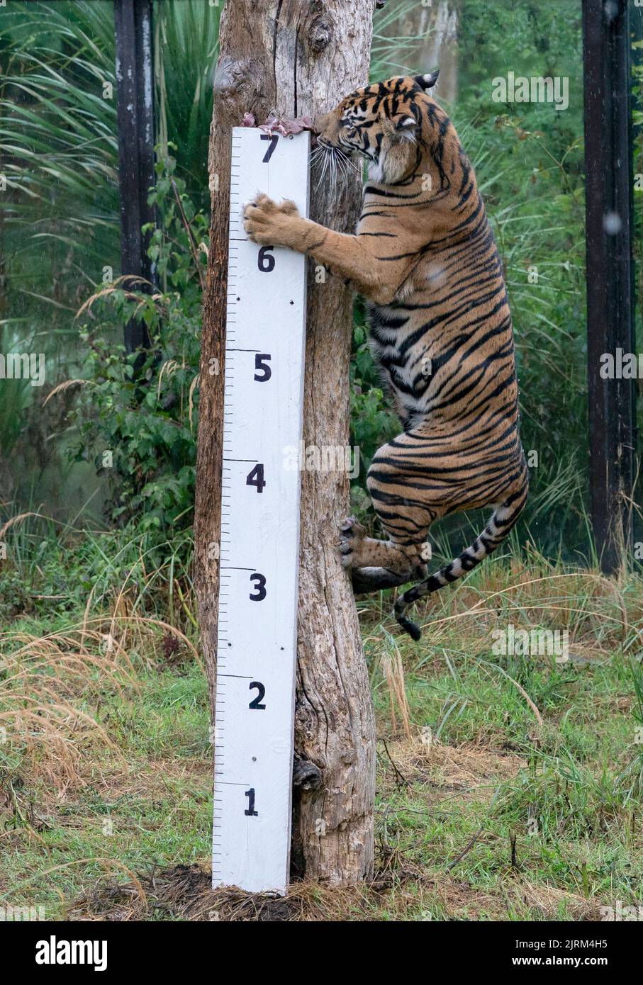 Geysha, die Sumatran, wird während des jährlichen Wiegevorgangs im ZSL London Zoo, London, ihre Körpergröße gemessen. Bilddatum: Donnerstag, 25. August 2022. Stockfoto