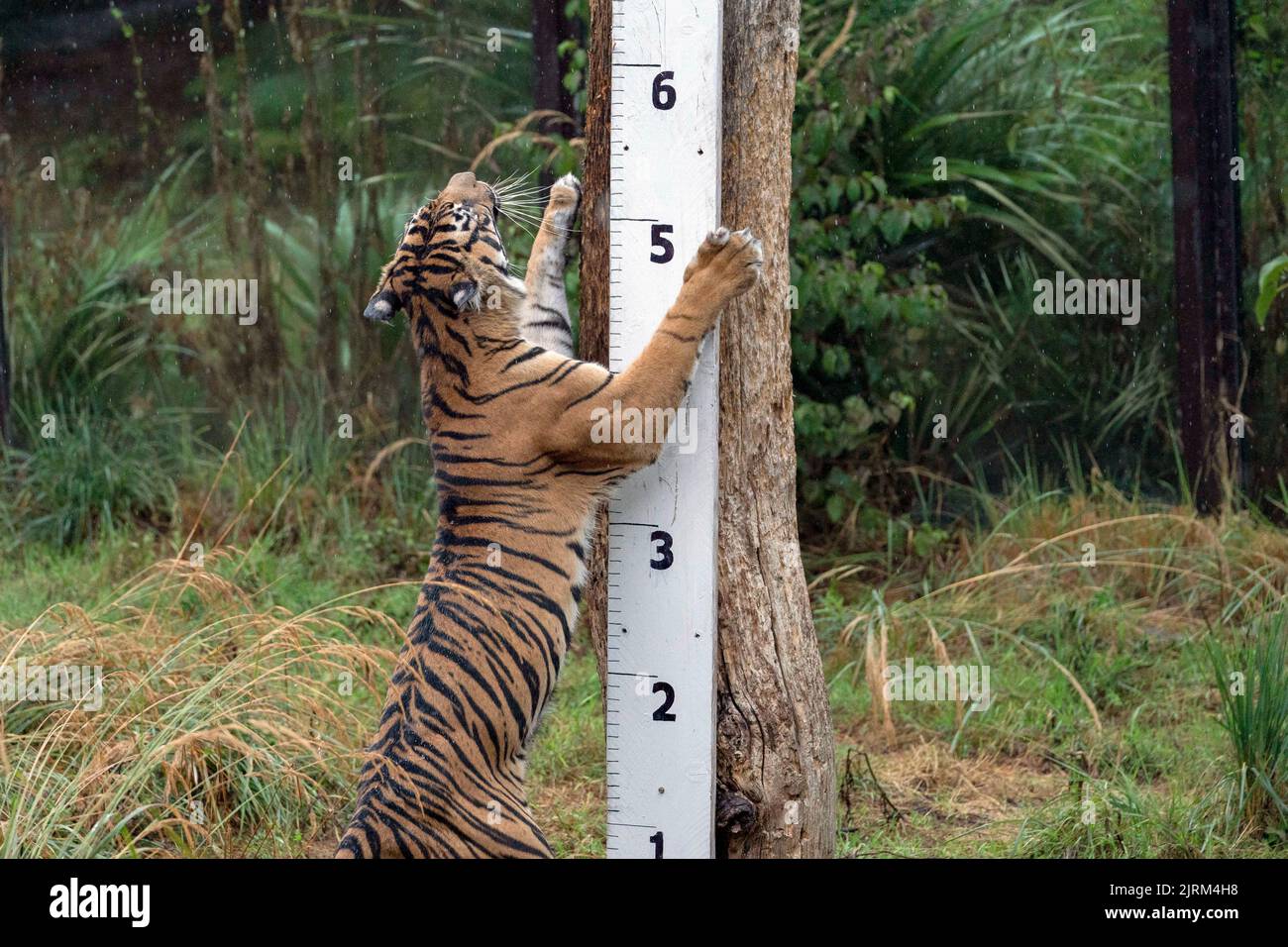 Geysha, die Sumatran, wird während des jährlichen Wiegevorgangs im ZSL London Zoo, London, ihre Körpergröße gemessen. Bilddatum: Donnerstag, 25. August 2022. Stockfoto