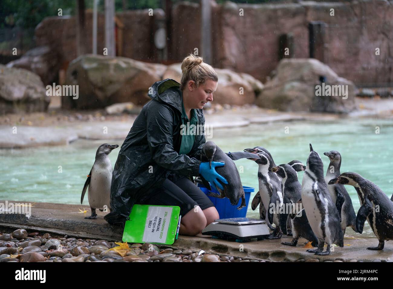 Beim jährlichen Wiegen im ZSL London Zoo, London, wird das Gewicht der Humboltpinguine von Zoohüter Jess Jones eingenommen. Bilddatum: Donnerstag, 25. August 2022. Stockfoto