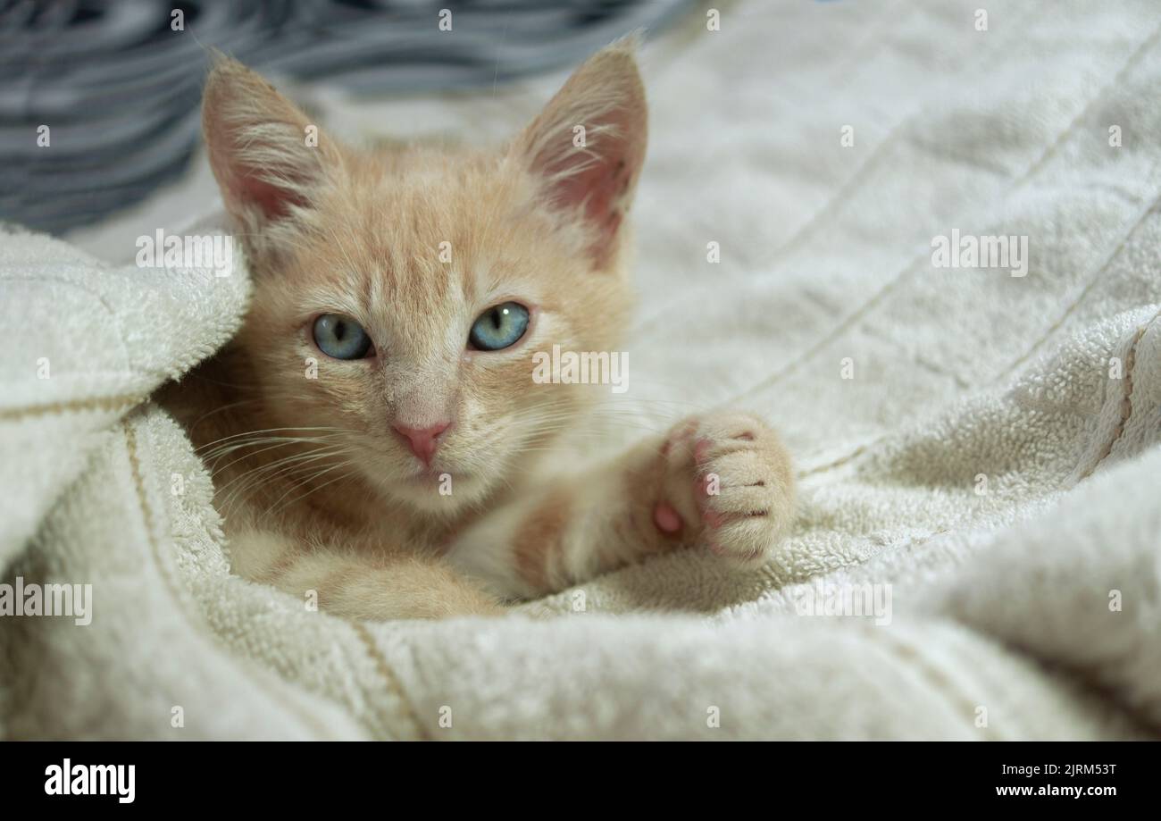 Nahaufnahme eines wunderschönen hellbraunen Babys, das unter weißen Laken auf dem Bett liegt und vor unfokussierten Hintergrund nach vorne blickt Stockfoto