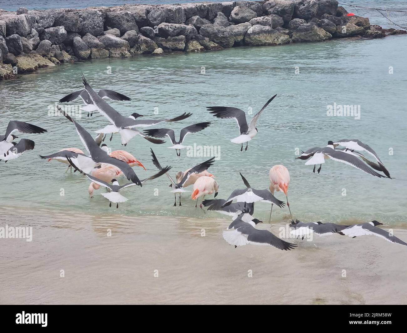 Ausgezeichneter Blick auf den Flamingo Bird of Aruba auf die Insel Aruba Stockfoto