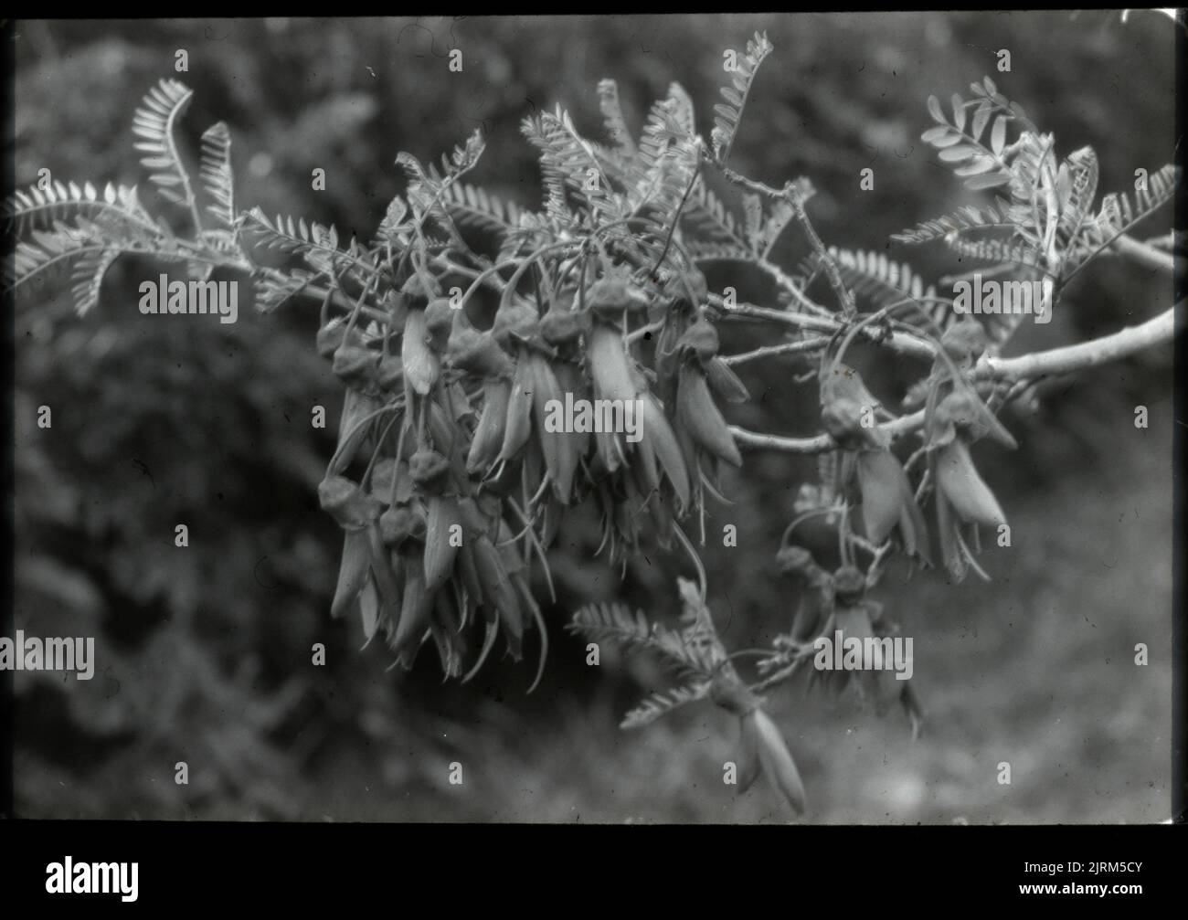 The Kowhai (Sophora tetraptera) in Flower, 22. Oktober 1929, North Island, von Leslie Adkin. Geschenk der Adkin-Familie, 1997. Stockfoto