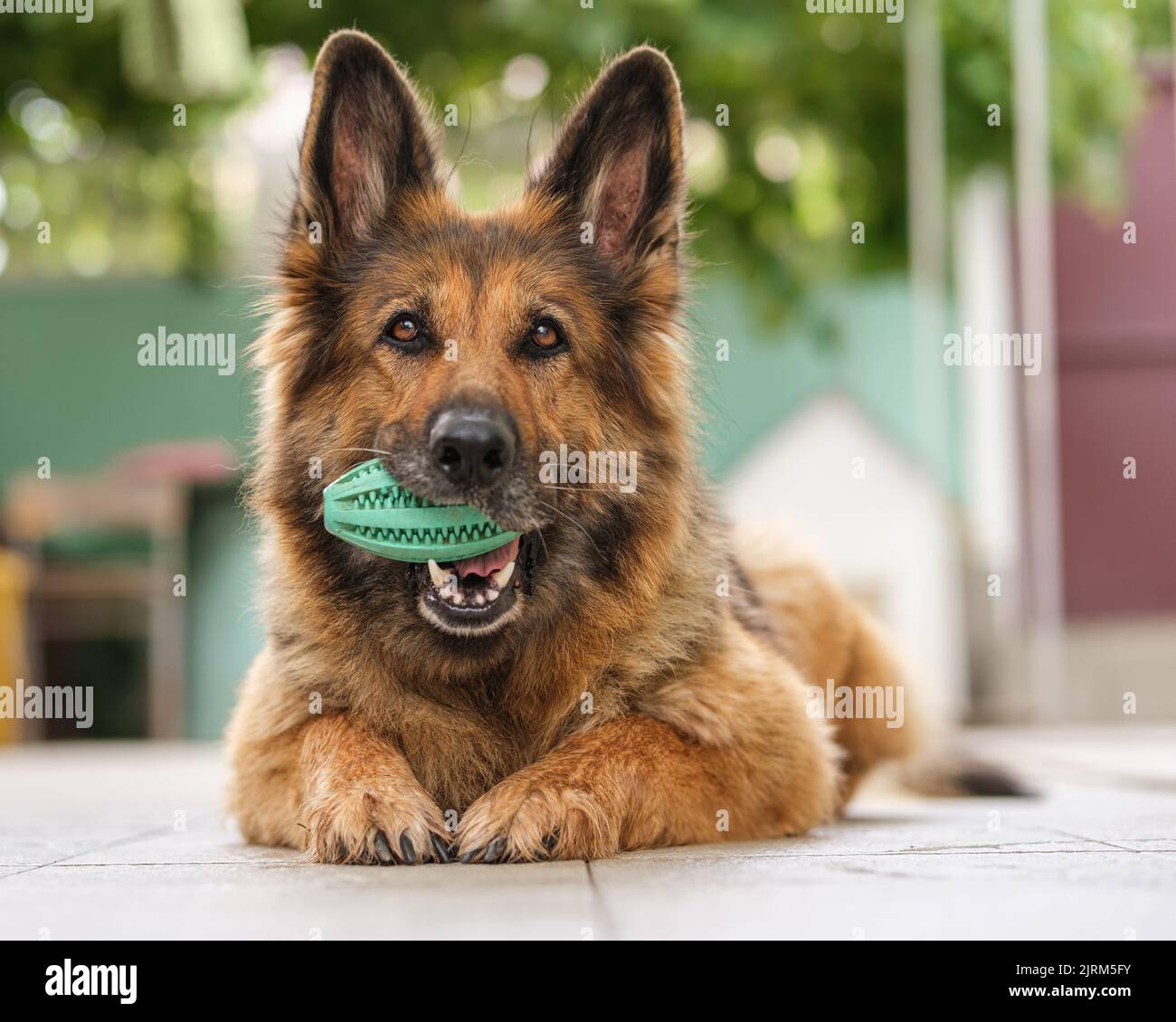Porträt eines Schäferhundes, der lügt, ihr Spielzeug im Mund hält und auf die Kamera schaut. Nahaufnahme. Stockfoto