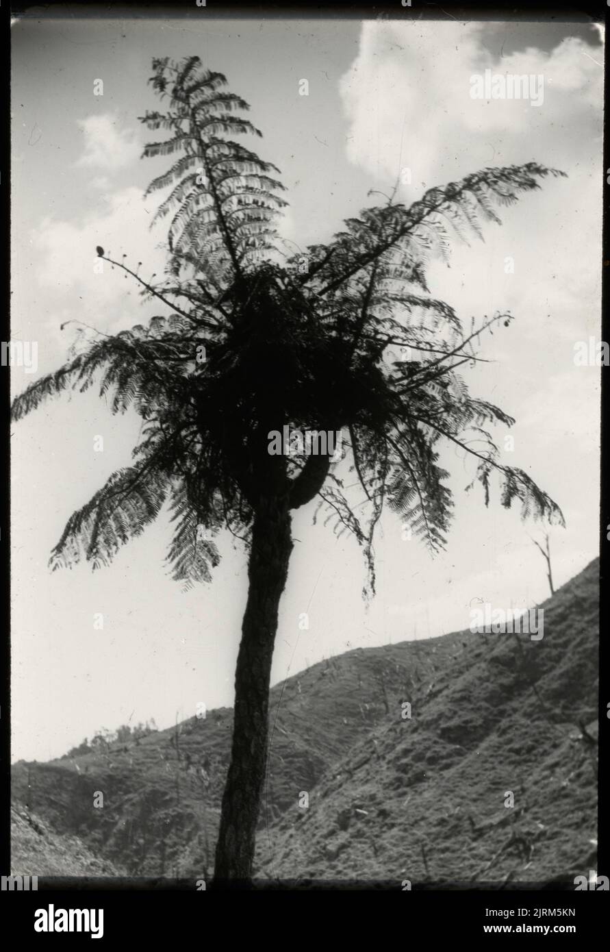 Abnorm-verzweigter 5-köpfiger mamaku-Baumfarn ..., 05. Februar 1922, North Island, von Leslie Adkin. Geschenk der Adkin-Familie, 1997. Stockfoto