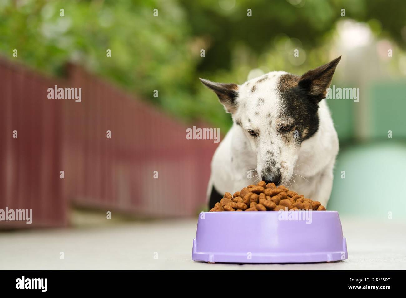 Niedlicher schwarz-weißer Hund sitzt, schnüffelnd Futter, Schüssel mit kibble Hundefutter vor ihr. Nahaufnahme, Platz auf der linken Seite kopieren, Platz für Logo oder Werbung Stockfoto