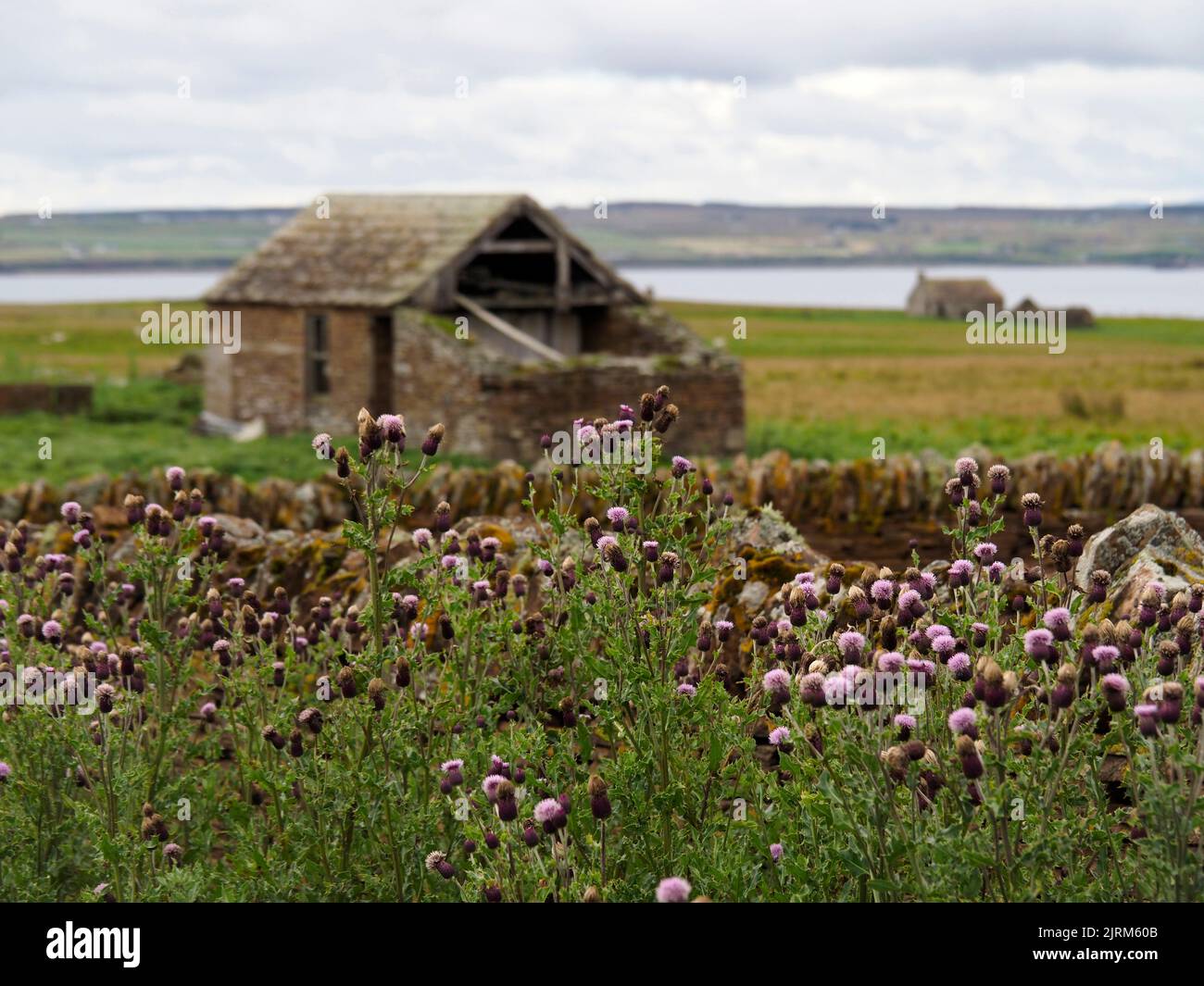 Disteln und verlassenes Haus, Stroma, Schottland Stockfoto