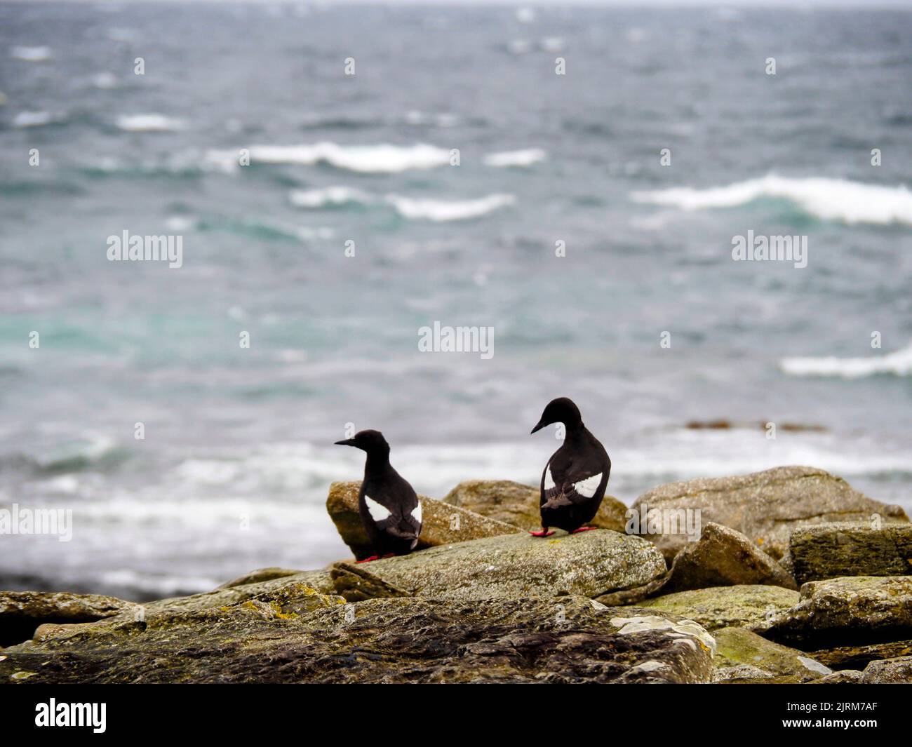 Schwarze Guillemots (Cepphus grylle), North Ronaldsay, Orkney, Schottland Stockfoto