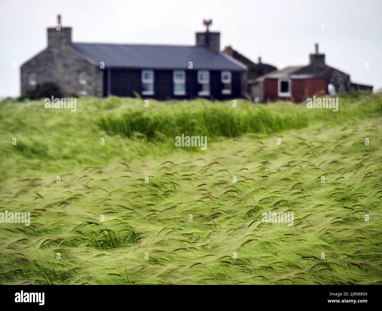 Barley Field, North Ronaldsay, Orkney, Schottland Stockfoto
