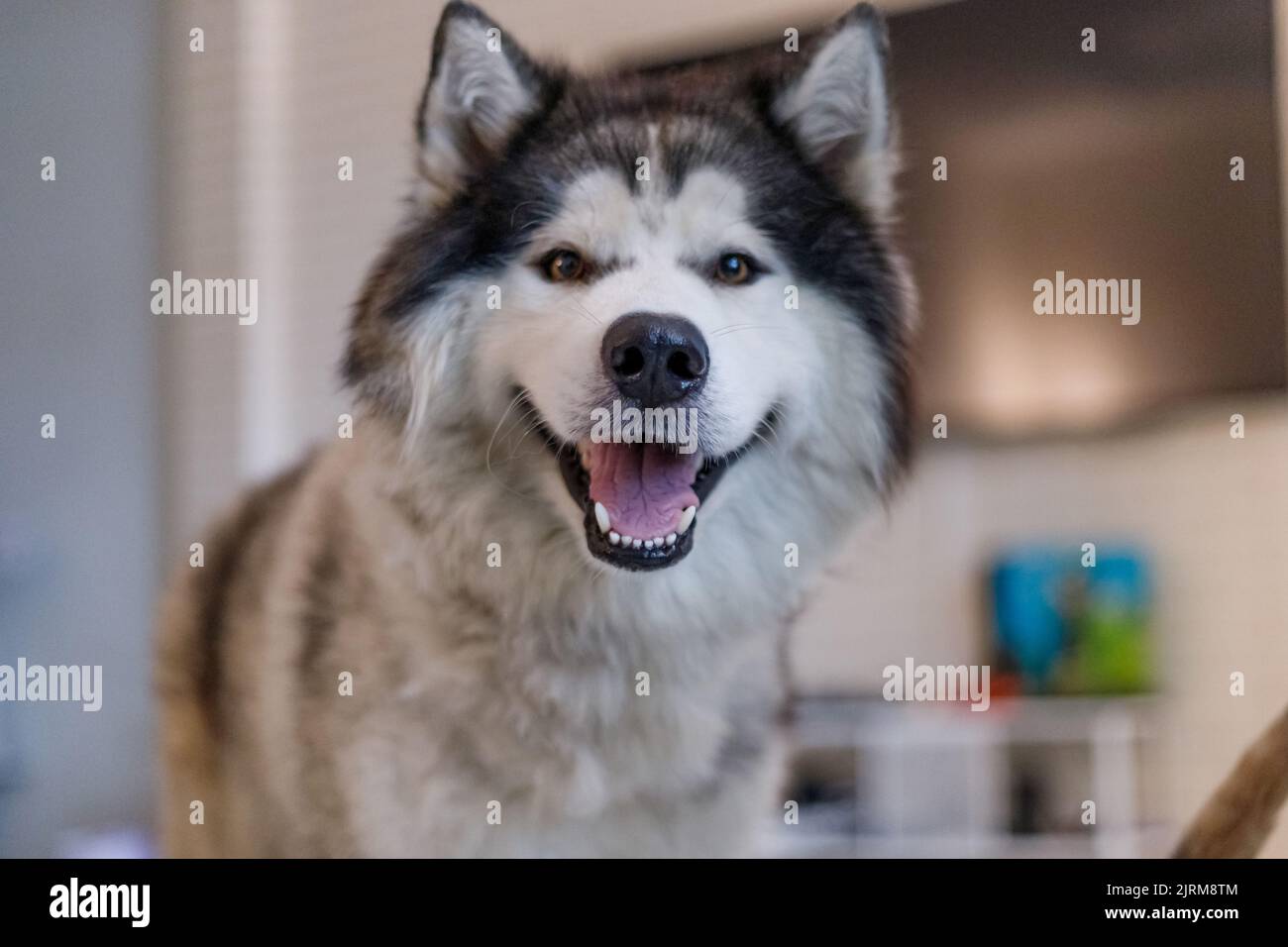 Ein süßer sibirischer Husky-Hund, der vor Glück lächelt Stockfoto