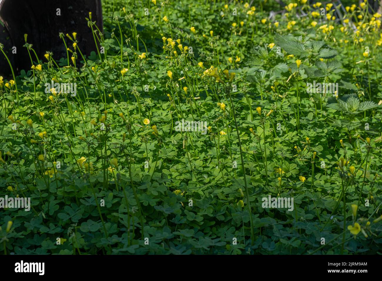 Schöne grüne Blume mit gelben Blüten. Stockfoto