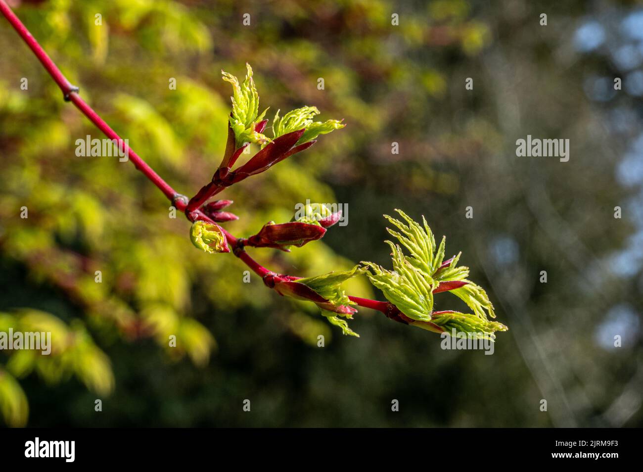 Der Frühling schießt auf Acer palmatum, Sango Kaku Stockfoto