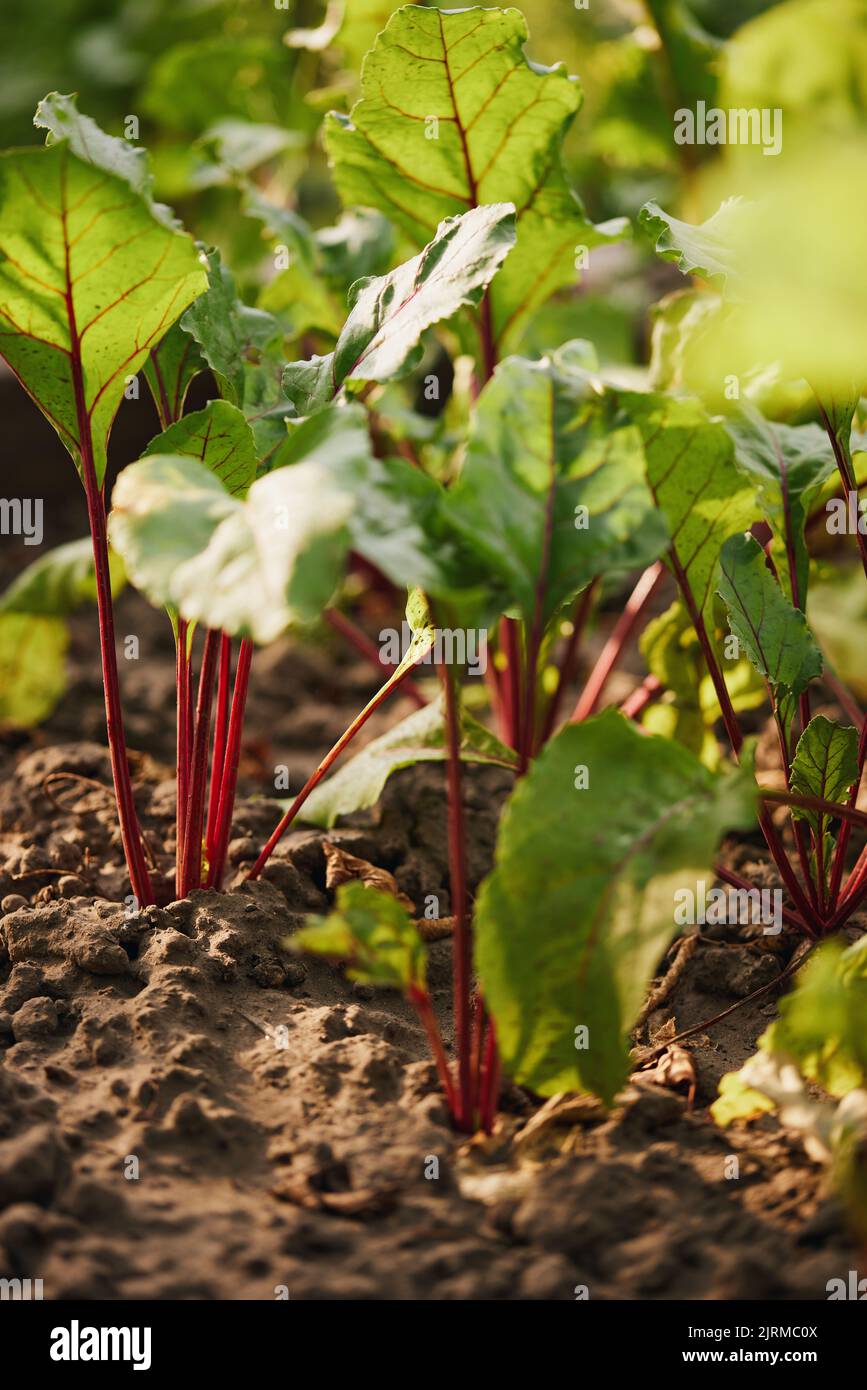 Rote Beete wachsen in einer Reihe im Garten. Stockfoto