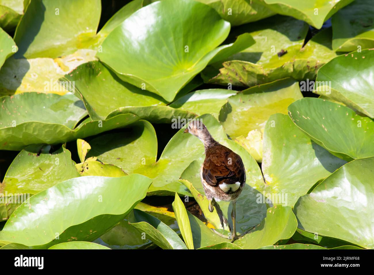 Junge Ziegenhühner, junge Ziegenhühner (Gallinula chloropus), die auf Seerosen spazieren. Wasserhuhn für Jugendliche. Idee Tier, Vogel Konzept. Wildtiere. Stockfoto