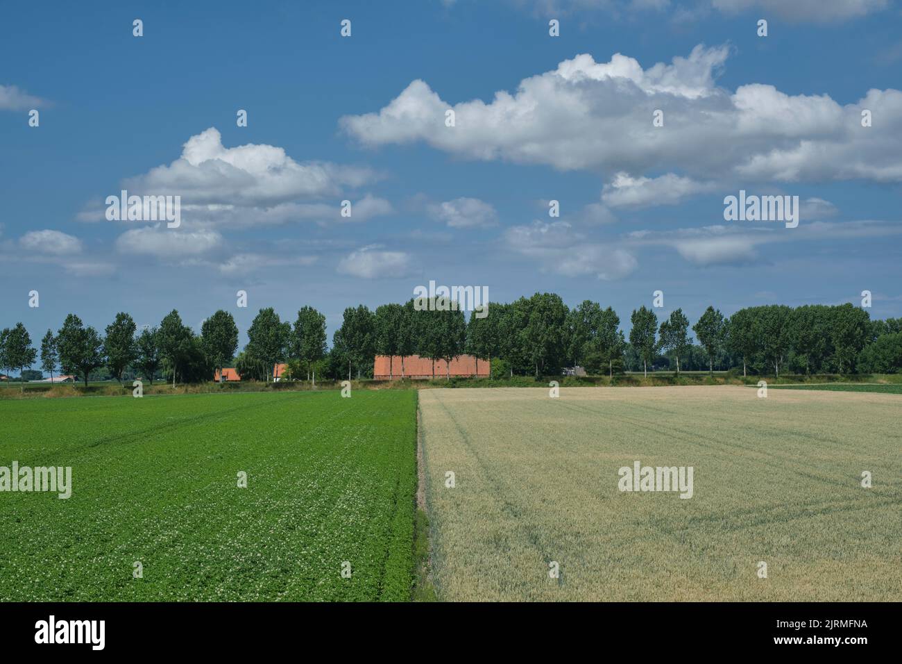 Holländische weite offene ländliche Landschaft mit Bauernhof. Niederlande. Stockfoto