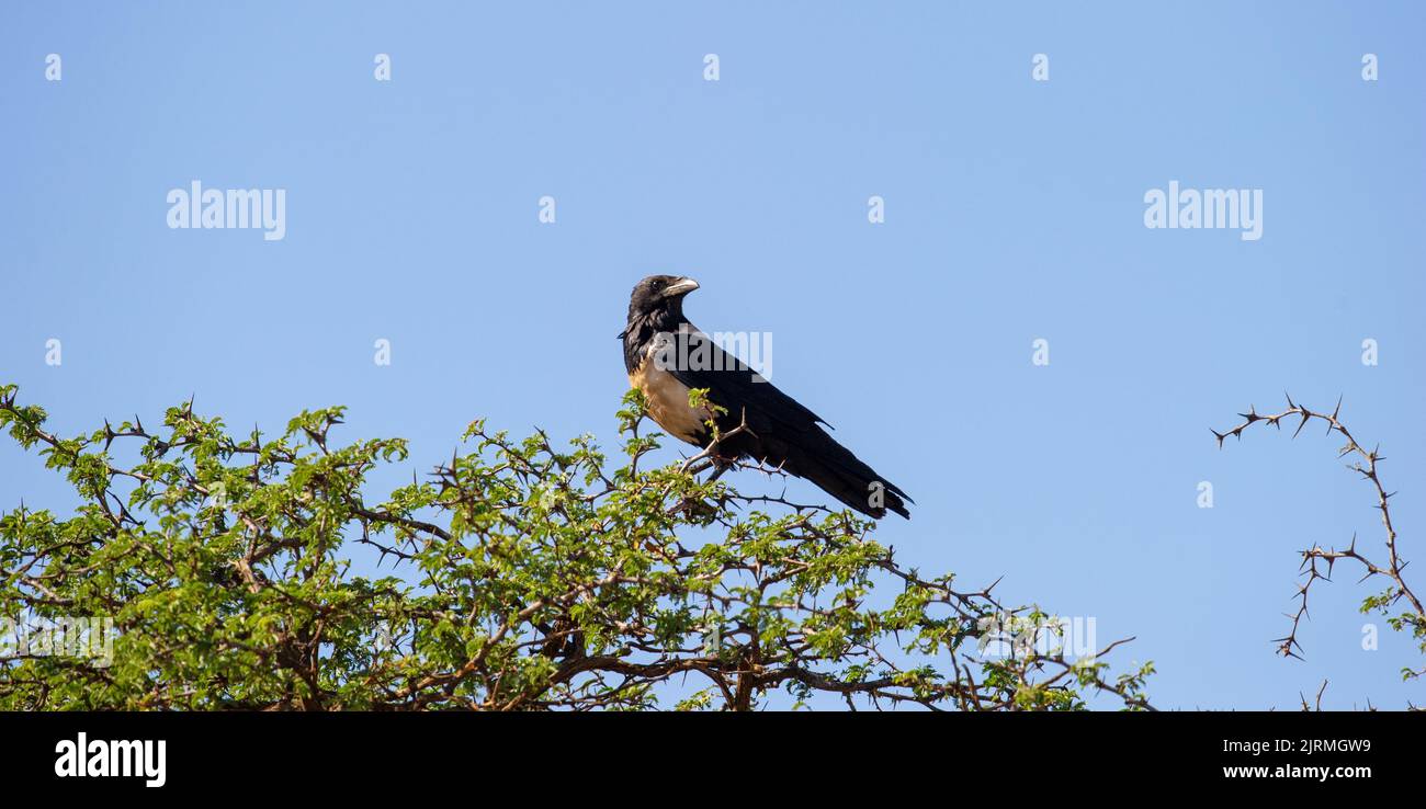 Pied Crow ( Corvus albus) Mokala National Park, Südafrika Stockfoto