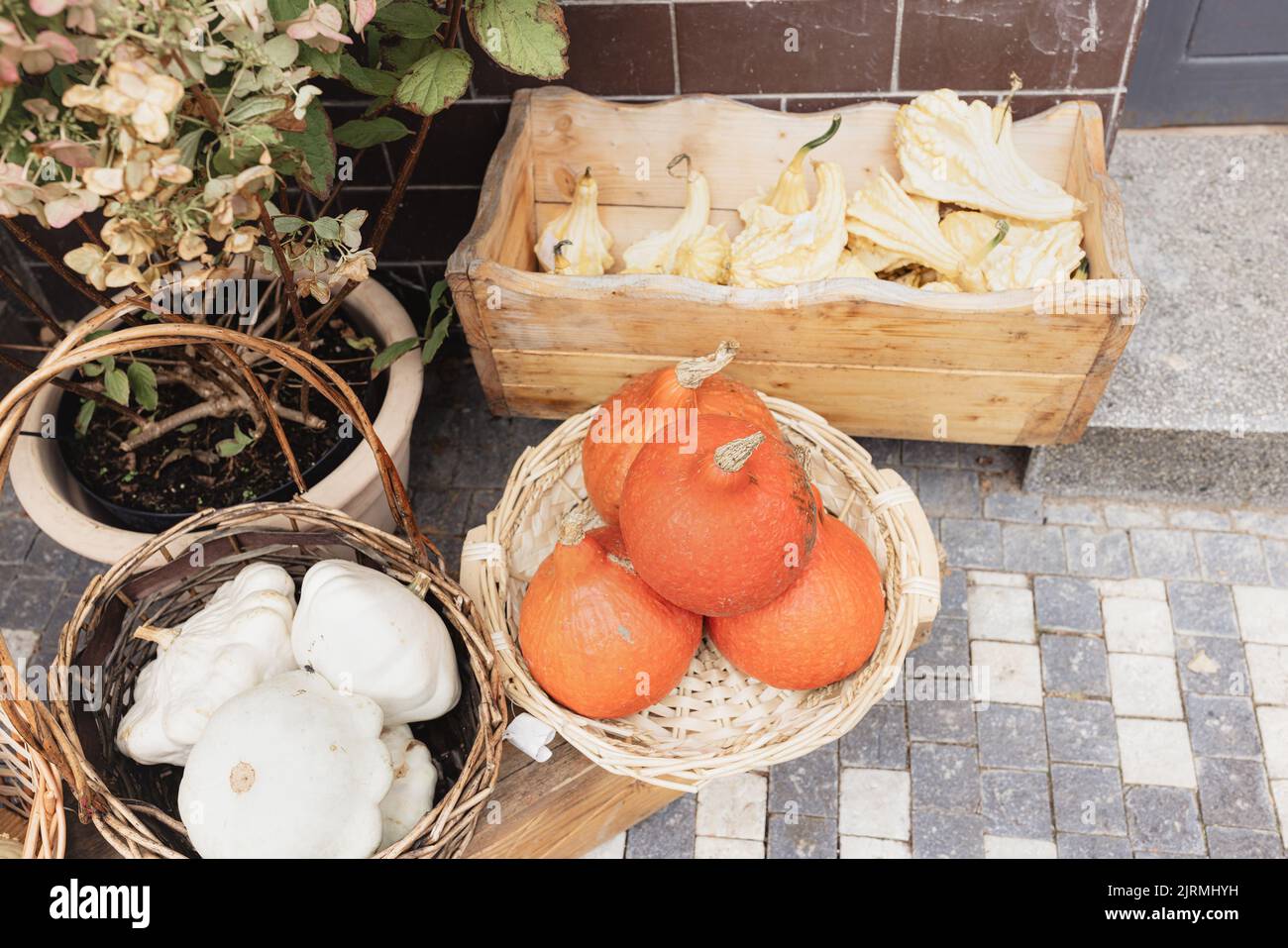 Kleine gelbe dekorative Kürbisse im Vorratsbehälter. Nahaufnahme, selektiver Fokus. Halloween und Thanksgiving Dekoration und Ladenkonzept Stockfoto