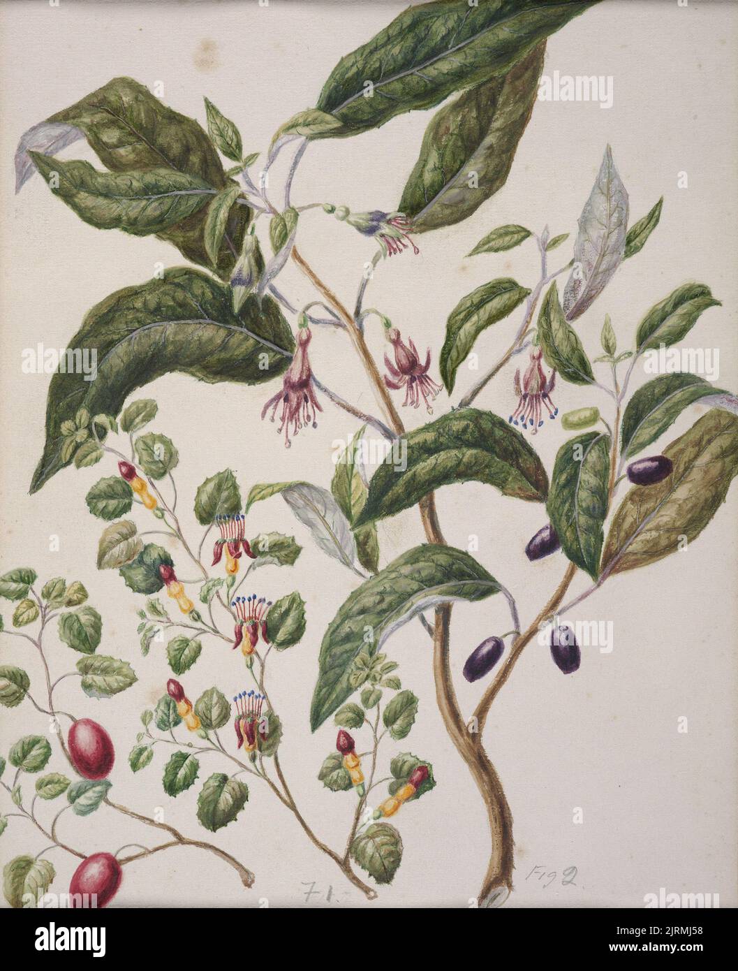 Schleichende Fuchsia - fuscia procumbens, Konini - fuscia excorticata, um 1888, Neuseeland, von Sarah Featon. Stockfoto
