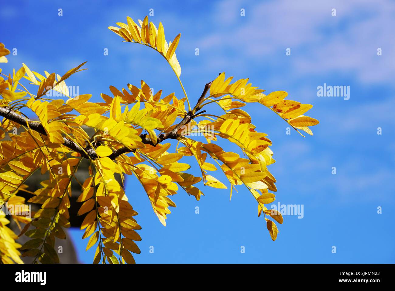 Gelbe Blätter einer Esche im Herbst. Blauer Himmel im Hintergrund. Stockfoto