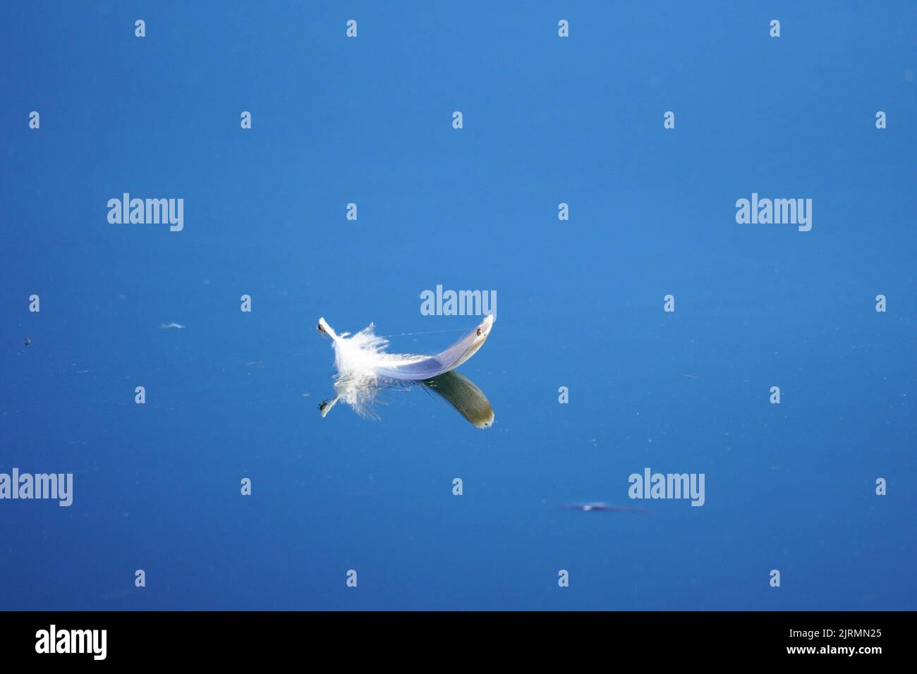 Eine weiße Vogelfeder schwebt auf der glatten Oberfläche eines Sees. Reflexion im Wasser. Stockfoto