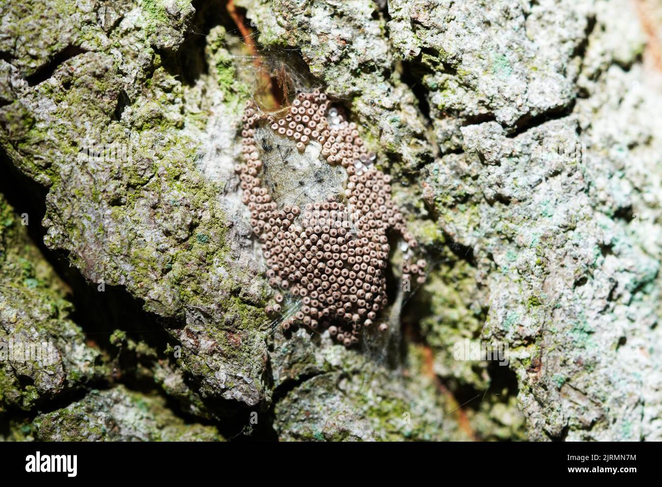 Insekteneier auf einer Baumrinde aus der Nähe. Stockfoto