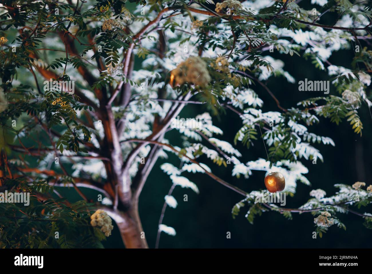 Gefälschter goldener Apfel, der an einem Faden an einem Akazienbaum hängt. Stockfoto