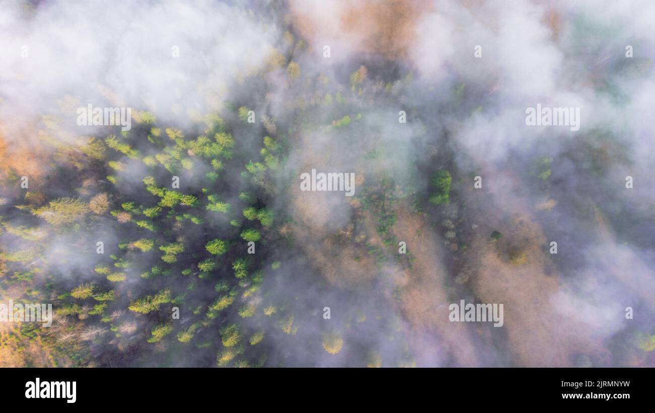Oben auf dem Wald am Berghang in einem Naturschutzgebiet. Landschaft mit Nebel im Wald oben Stockfoto