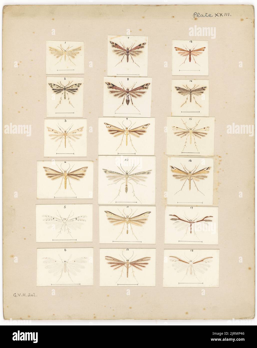 Platte XXIII. Die Schmetterlinge und Motten Neuseelands., um 1927, von George Hudson. Stockfoto