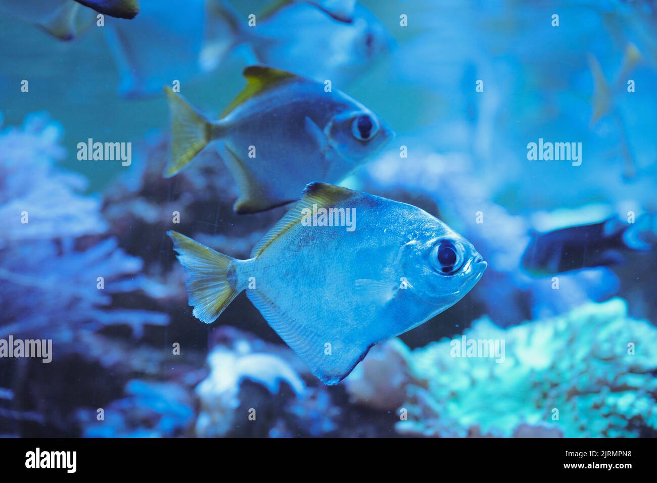 Exotische tropische Fische aus der Nähe, Korallenrifffische in blauem Wasser. Stockfoto