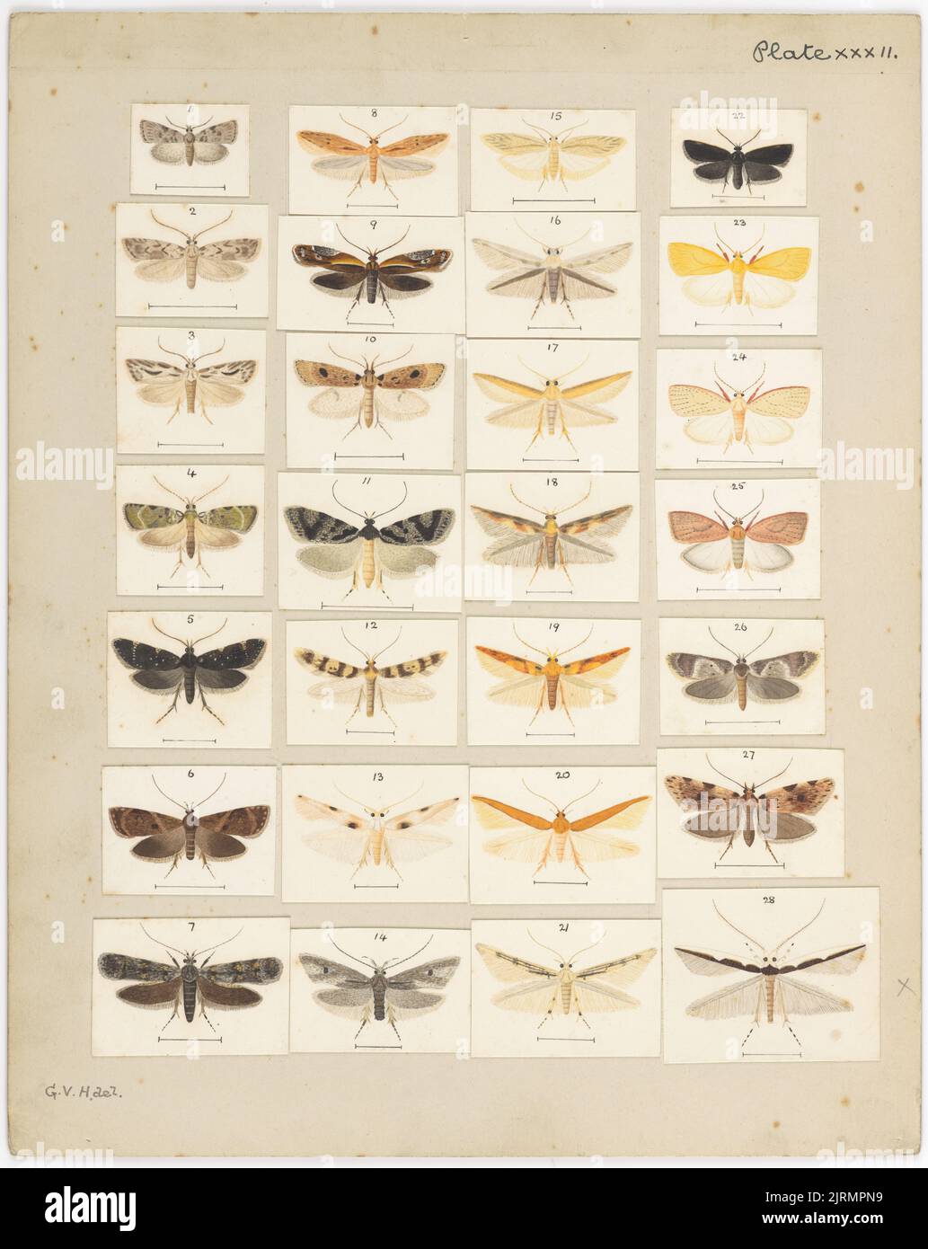 Platte XXXII. Die Schmetterlinge und Motten Neuseelands., um 1927, von George Hudson. Stockfoto