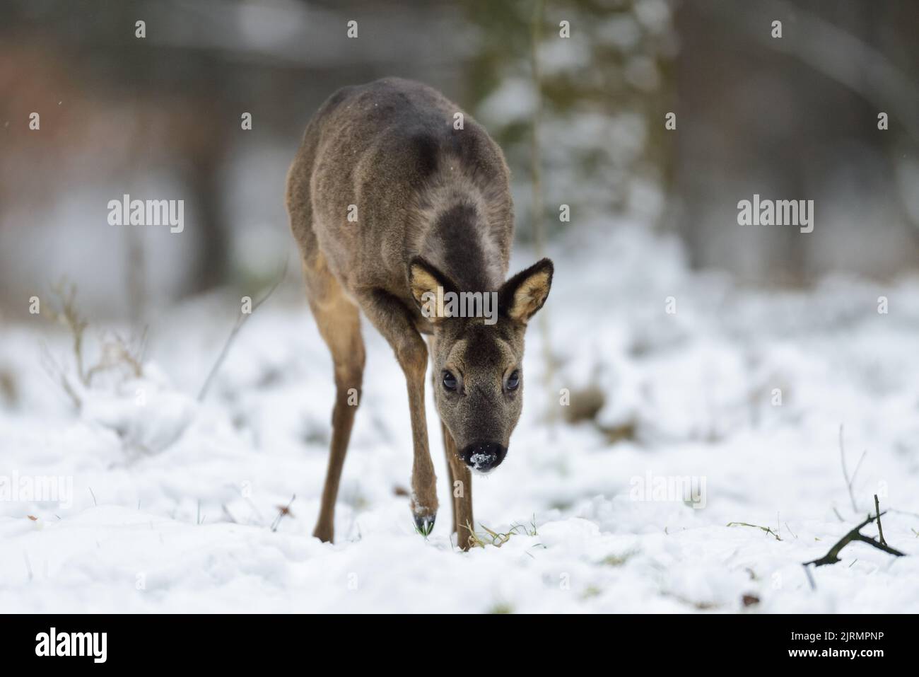 Reh-Weibchen beim Wandern auf Waldwiese im Schnee und Schauen, Winter, niedersachsen, deutschland, (capreolus capreolus) Stockfoto