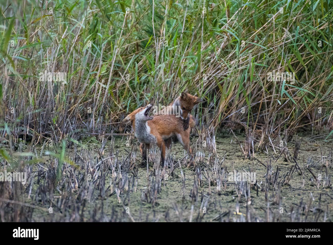 Zwei junge Füchse spielen auf Magor Marsh in Südwales auf einem Schilfbett, das einst unter Wasser lag und die globale Erwärmung und das heiße Wetter hervorhebt. Stockfoto