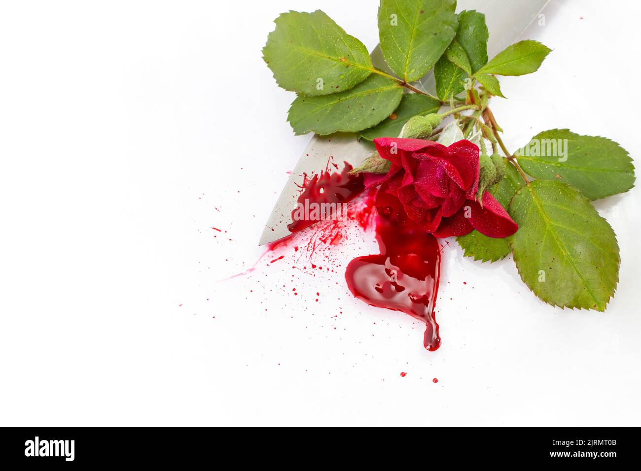 Rote Rose mit realistischem Blut und einem scharfen Messer isoliert auf weißem Hintergrund Stockfoto