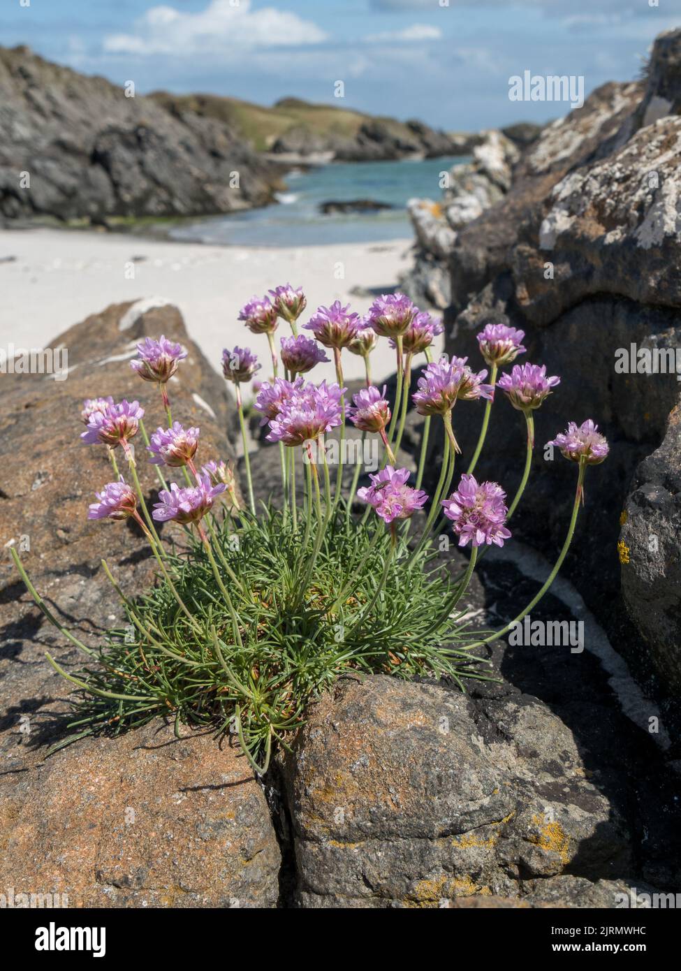 Seethrift ( Armeria maritima ) Pflanze mit rosa Blüten wächst auf Felsen in der Nähe des Strand Beach, Isle of Colonsay, Schottland, Großbritannien. Stockfoto
