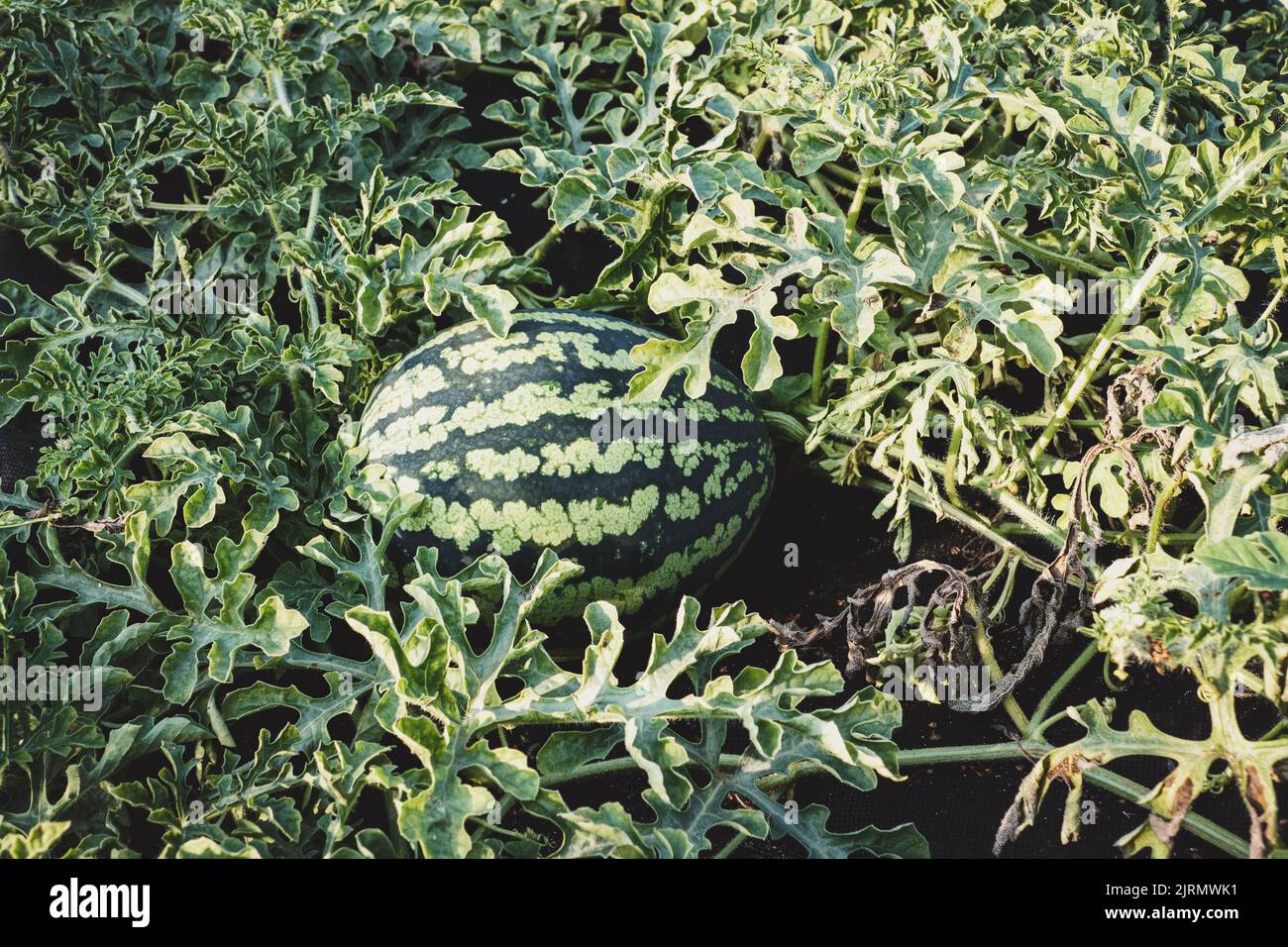 Wassermelonenpflanze wächst in Bio-Gemüsegarten, reifende Wassermelone Stockfoto
