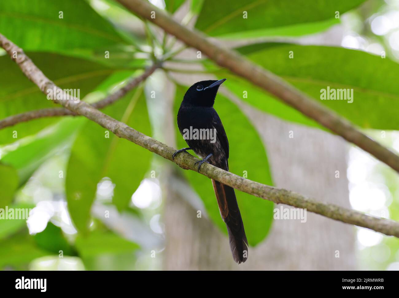 Der Seychellen Paradiesfliegenfänger (Terpsiphone Corvina) auf einem Ast. Kleiner Vogel, der auf der Insel La Digue endemisch ist. Stockfoto