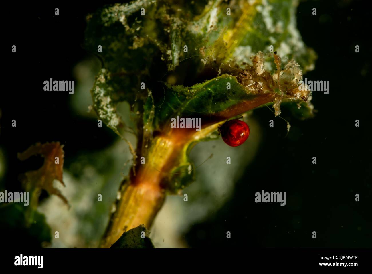 Wassermite Stockfoto