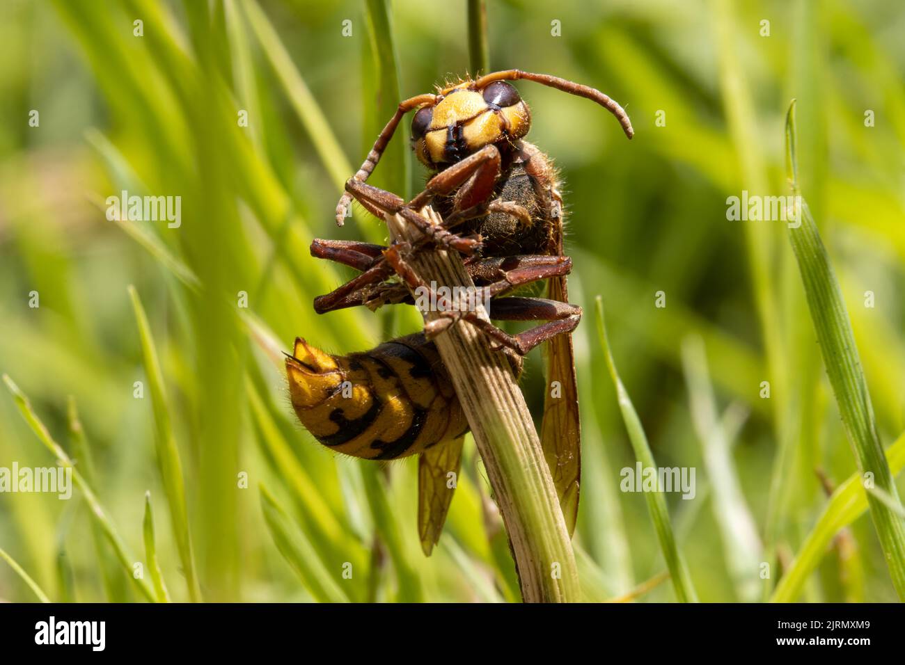 Eine Hornisse klammert sich an einen trockenen Klinge im Gras und schaut sich um Stockfoto