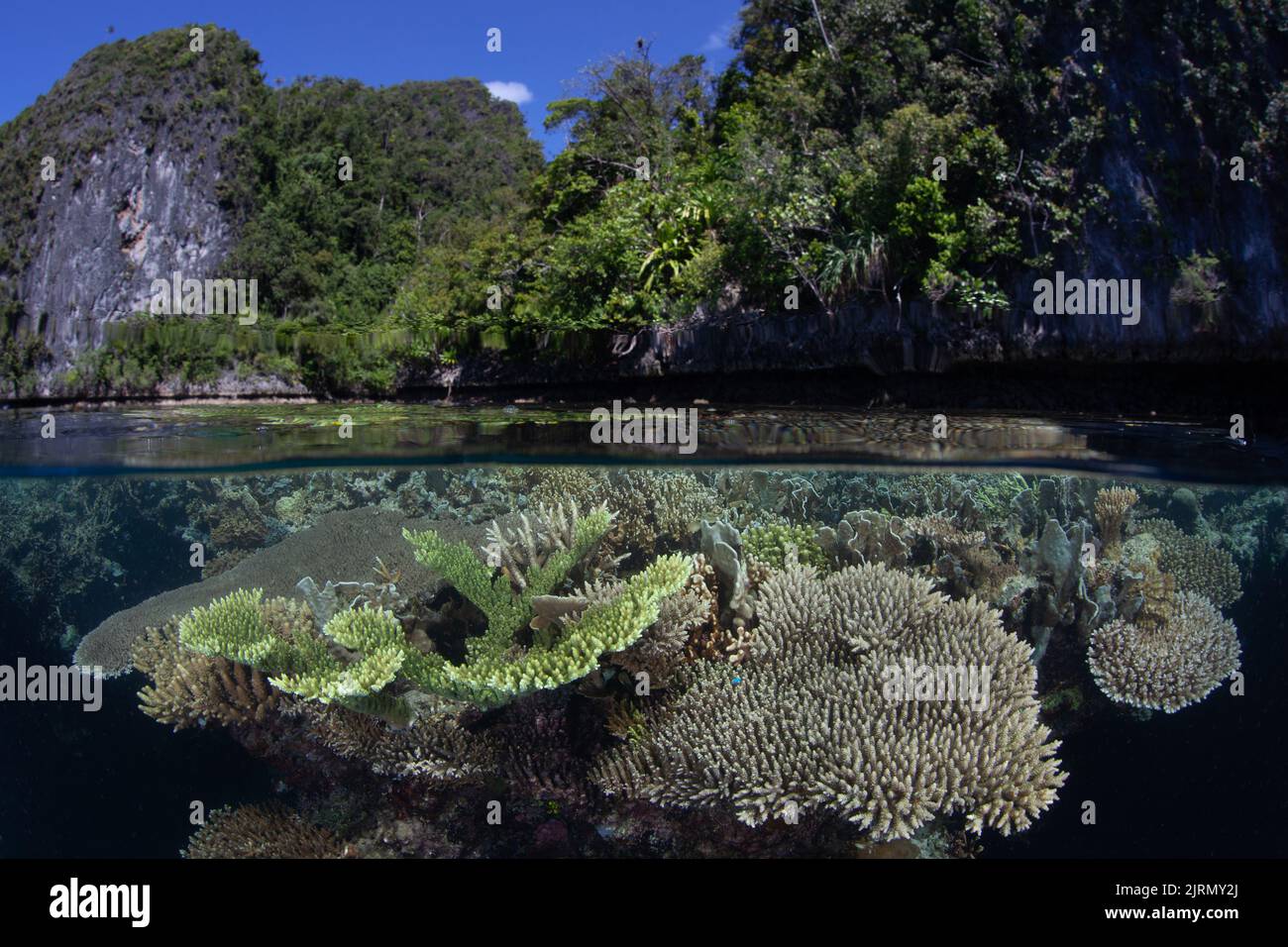 Ein erstaunliches und vielfältiges Korallenriff wächst am Rande der Kalksteininseln in Raja Ampat, Indonesien. Diese Region ist äußerst biovielfältig. Stockfoto