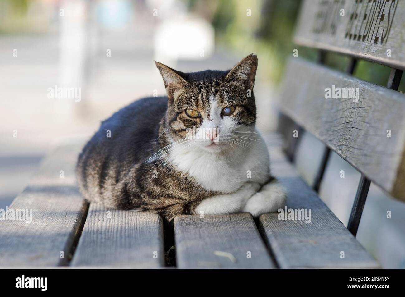 Einzelkatarakt Auge streunende Makrele Katze im Freien liegen. Blick auf Objektiv, vorne Ganzkörperportrait, Stockfoto