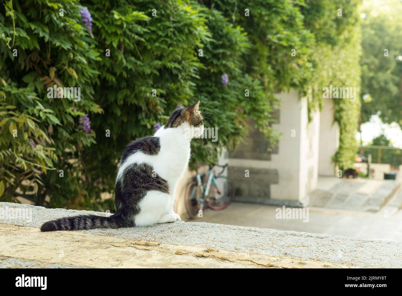 Nostalgische Katze in der Rückaufnahme, die nach draußen schaut, vor einem efeubedeckten historischen Gebäude Stockfoto
