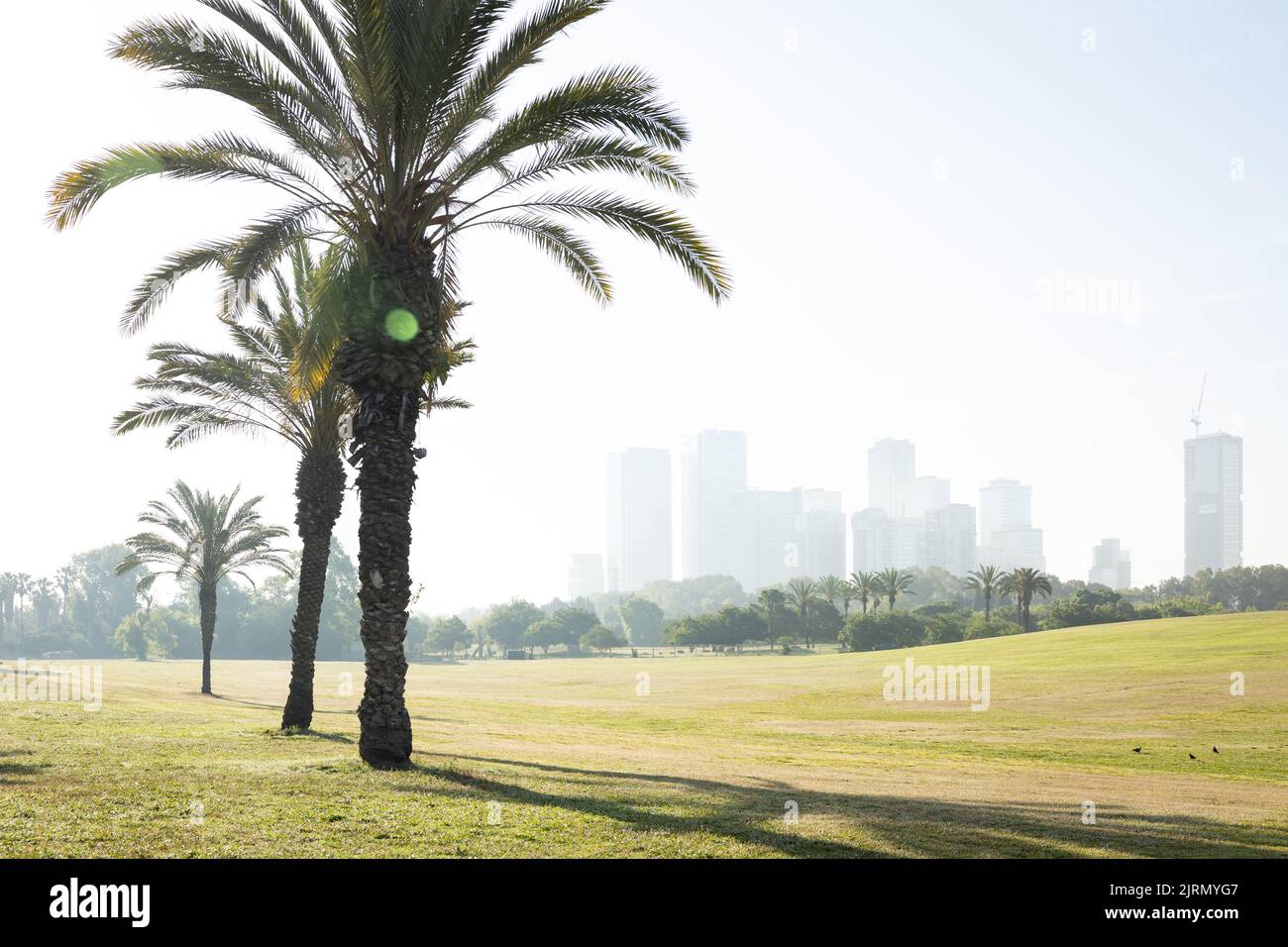Helles Sommermorgendlicht über einem Stadtpark, Bäumen und Rasen. Stadttürme im Hintergrund. Stockfoto