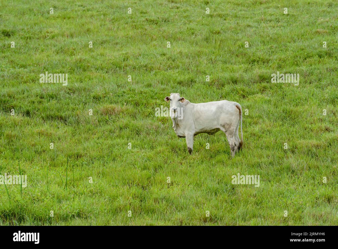 Nelore Rinder auf der Weide. Brasilianisches Vieh. Stockfoto