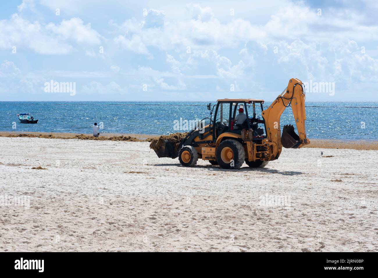 Ein Bulldozer entfernt Sargassum von einem tropischen Strand in Mexiko. Das ernsthafte Problem der mittleren Umweltbedingungen an der Riviera Maya. Stockfoto